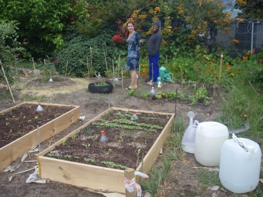 raised beds - allotments